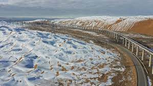 الفطريات البحرية